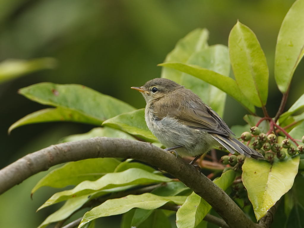 Phylloscopus collybita Chiffchaff Tjiftjaf